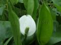 Tavi növények - Calla palustris sárkánygyökér